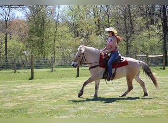 American Quarter Horse, Wallach, 5 Jahre, Buckskin