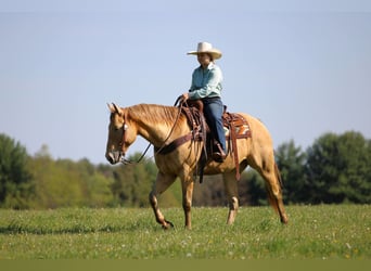 American Quarter Horse, Wallach, 5 Jahre, Champagne