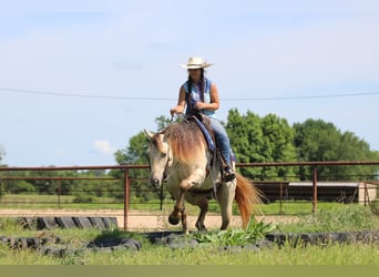 American Quarter Horse, Wallach, 5 Jahre, Champagne