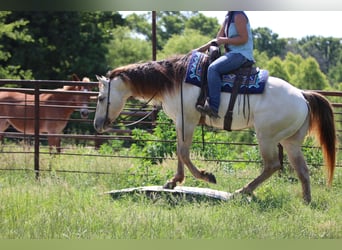 American Quarter Horse, Wallach, 5 Jahre, Champagne