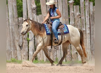 American Quarter Horse, Wallach, 5 Jahre, Champagne