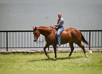 American Quarter Horse, Wallach, 5 Jahre, Dunkelfuchs