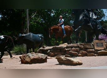American Quarter Horse, Wallach, 5 Jahre, Dunkelfuchs