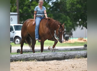 American Quarter Horse, Wallach, 5 Jahre, Dunkelfuchs