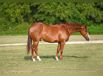 American Quarter Horse, Wallach, 5 Jahre, Dunkelfuchs