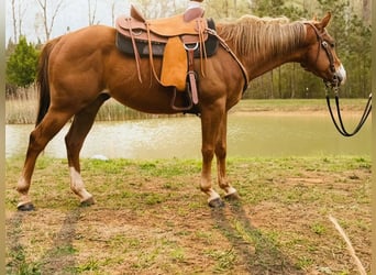 American Quarter Horse, Wallach, 5 Jahre, Dunkelfuchs