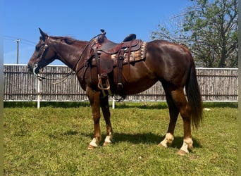 American Quarter Horse, Wallach, 5 Jahre, Dunkelfuchs