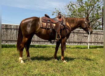 American Quarter Horse, Wallach, 5 Jahre, Dunkelfuchs