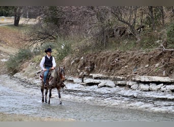 American Quarter Horse, Wallach, 5 Jahre, Fuchs