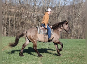 American Quarter Horse, Wallach, 5 Jahre, Grullo