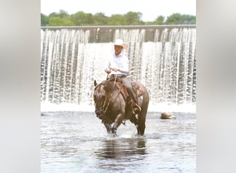 American Quarter Horse, Wallach, 5 Jahre, Grullo