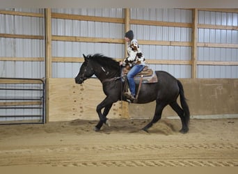 American Quarter Horse, Wallach, 5 Jahre, Overo-alle-Farben