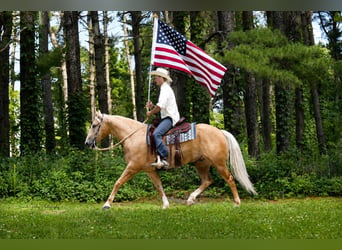 American Quarter Horse, Wallach, 5 Jahre, Palomino