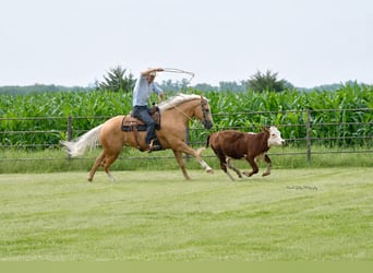 American Quarter Horse, Wallach, 5 Jahre, Palomino