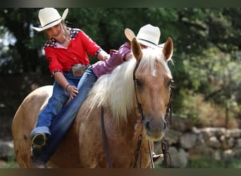 American Quarter Horse, Wallach, 5 Jahre, Palomino