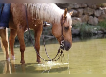 American Quarter Horse, Wallach, 5 Jahre, Palomino