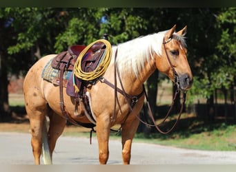 American Quarter Horse, Wallach, 5 Jahre, Palomino