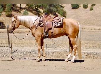 American Quarter Horse, Wallach, 5 Jahre, Palomino
