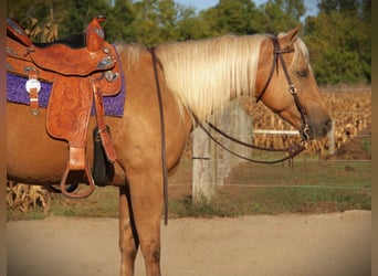 American Quarter Horse, Wallach, 5 Jahre, Palomino