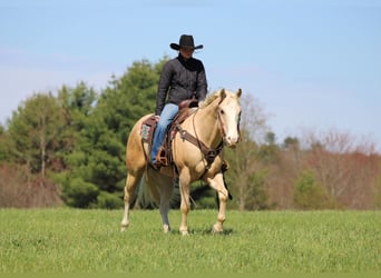 American Quarter Horse, Wallach, 5 Jahre, Palomino