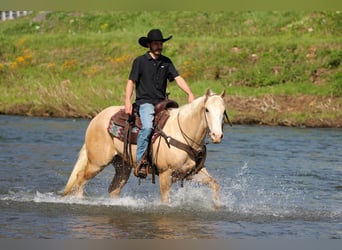 American Quarter Horse, Wallach, 5 Jahre, Palomino