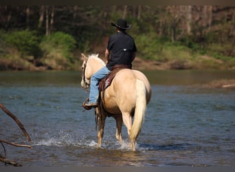 American Quarter Horse, Wallach, 5 Jahre, Palomino