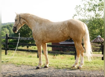 American Quarter Horse, Wallach, 5 Jahre, Palomino