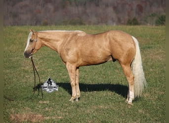 American Quarter Horse, Wallach, 5 Jahre, Palomino