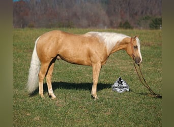 American Quarter Horse, Wallach, 5 Jahre, Palomino