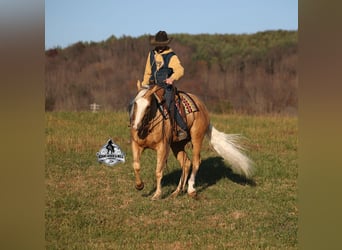 American Quarter Horse, Wallach, 5 Jahre, Palomino