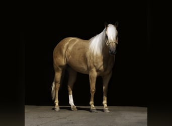 American Quarter Horse, Wallach, 5 Jahre, Palomino