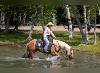 American Quarter Horse, Wallach, 5 Jahre, Palomino