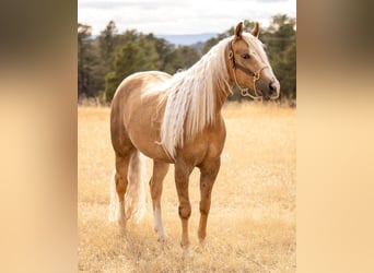 American Quarter Horse, Wallach, 5 Jahre, Palomino