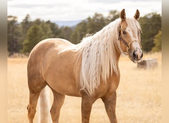 American Quarter Horse, Wallach, 5 Jahre, Palomino