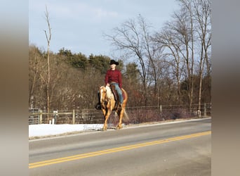 American Quarter Horse, Wallach, 5 Jahre, Palomino