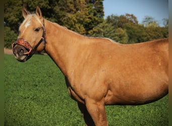 American Quarter Horse, Wallach, 5 Jahre, Palomino