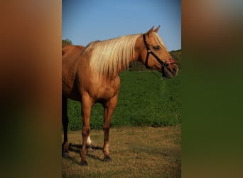 American Quarter Horse, Wallach, 5 Jahre, Palomino