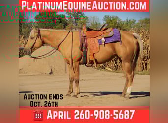 American Quarter Horse, Wallach, 5 Jahre, Palomino