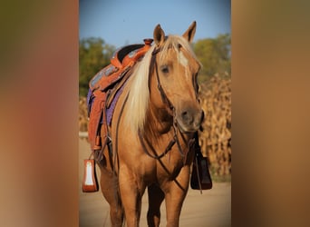 American Quarter Horse, Wallach, 5 Jahre, Palomino