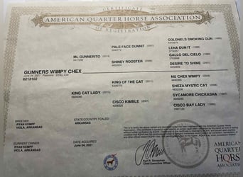 American Quarter Horse, Wallach, 5 Jahre, Palomino