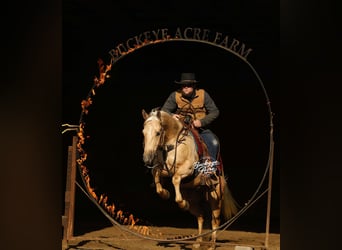 American Quarter Horse, Wallach, 5 Jahre, Palomino