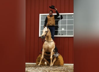 American Quarter Horse, Wallach, 5 Jahre, Palomino