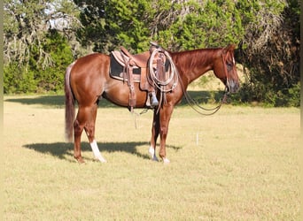 American Quarter Horse, Wallach, 5 Jahre, Rabicano