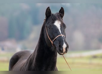 American Quarter Horse, Wallach, 5 Jahre, Rappe