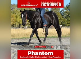 American Quarter Horse, Wallach, 5 Jahre, Rappe