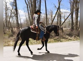 American Quarter Horse, Wallach, 5 Jahre, Rappe
