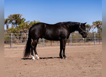 American Quarter Horse, Wallach, 5 Jahre, Rappe