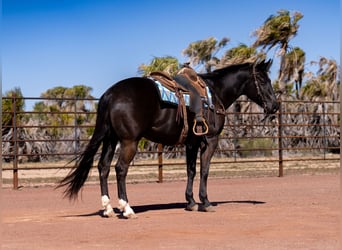 American Quarter Horse, Wallach, 5 Jahre, Rappe