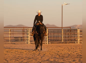 American Quarter Horse, Wallach, 5 Jahre, Rappe