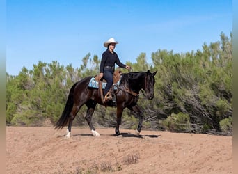 American Quarter Horse, Wallach, 5 Jahre, Rappe